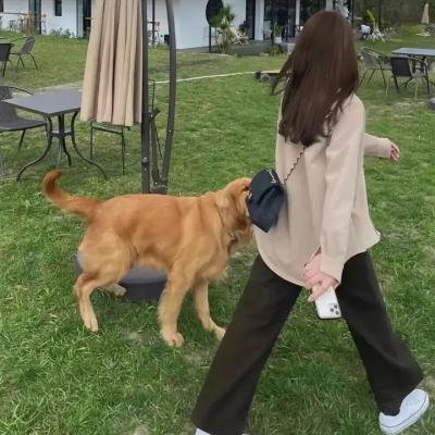 蠢蛋进化论